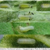 aric artaxerxes larva1 volg3